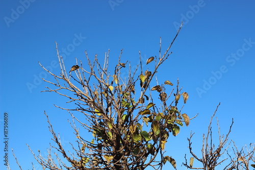 Top view shot for branches of tree in autumn season