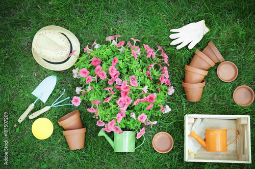 Beautiful flowers and gardening tools on green lawn