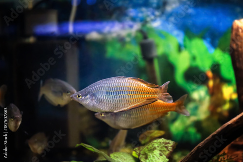 Freshwater fishes in aquarium © Africa Studio