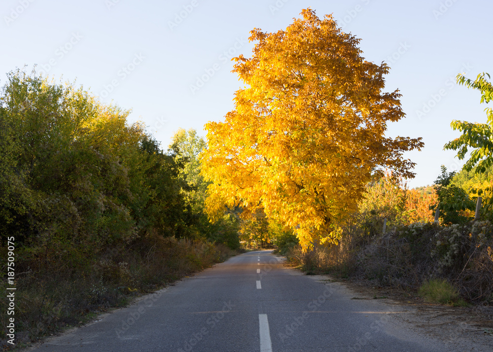 Obraz premium Autumn