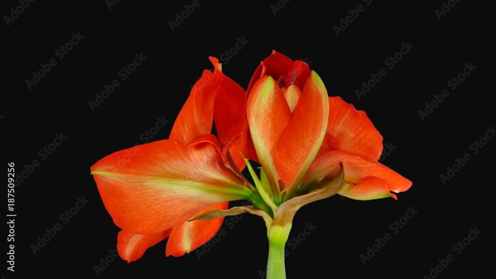Time-lapse of opening Red Lion amaryllis Christmas flower 1x1 in PNG+ format with ALPHA transparency channel isolated on black background. Sizes of blossoms were around 16cm Time-lapse of opening Red Lion amaryllis Christmas flower 1x1 in PNG+ format with ALPHA transparency channel isolated on black background. Sizes of blossoms were around 16cm