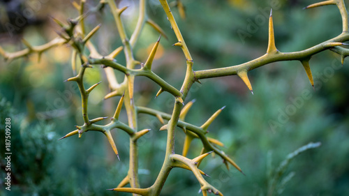 Close up of Thorns, or spine, prickle or pricker focus on thorn photo