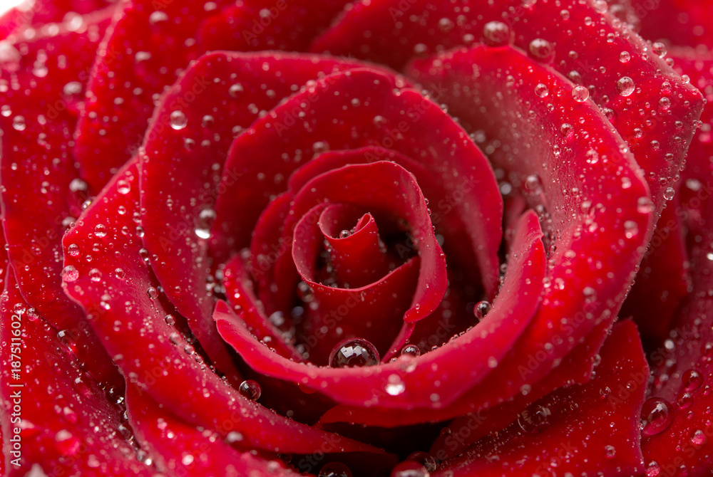red rose with water drops red rose with water drops