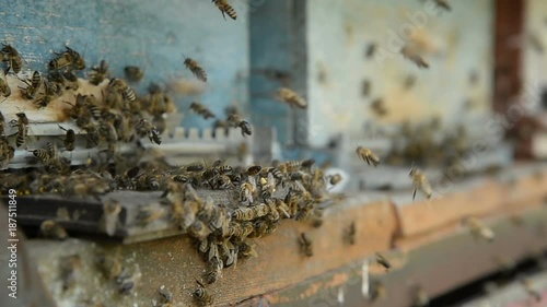 Honey bees on a pasik landing on boarding boards and flying back to collect pollen. photo