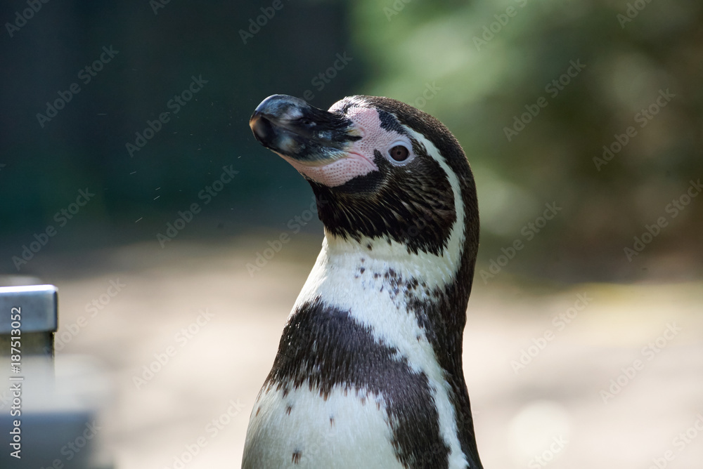 Naklejka premium Pinguin