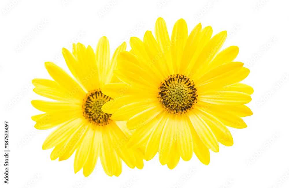 yellow daisy isolated yellow daisy isolated
