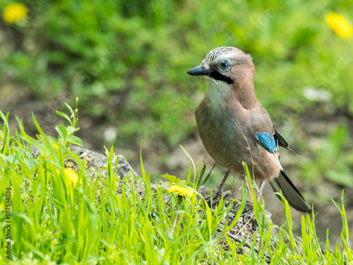 Bird and spring - a colorful jay bird on a sunlit fresh green grassy hill next to some dandelions in bloom. A diagonal line in front of the bird and soft out of focus greens and yellows in background