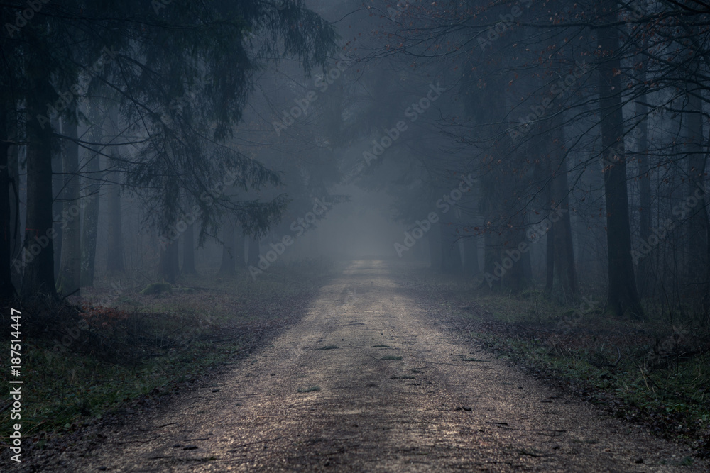 Fototapeta premium Mglista droga w ciemnym, zamglonym lesie późną jesienią. Tło, ilustracja koncepcja.