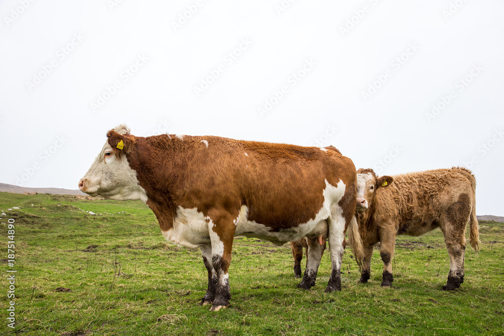 Cow and calf in Cork countryside, Ireland Cow and calf in Cork countryside, Ireland