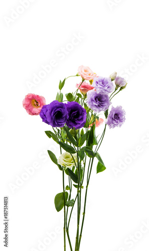 eustoma flowers isolated