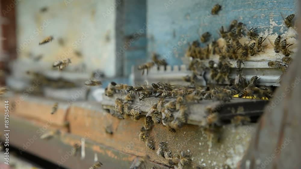 Honey bees on a pasik landing on boarding boards and flying back to collect pollen. Honey bees on a pasik landing on boarding boards and flying back to collect pollen.