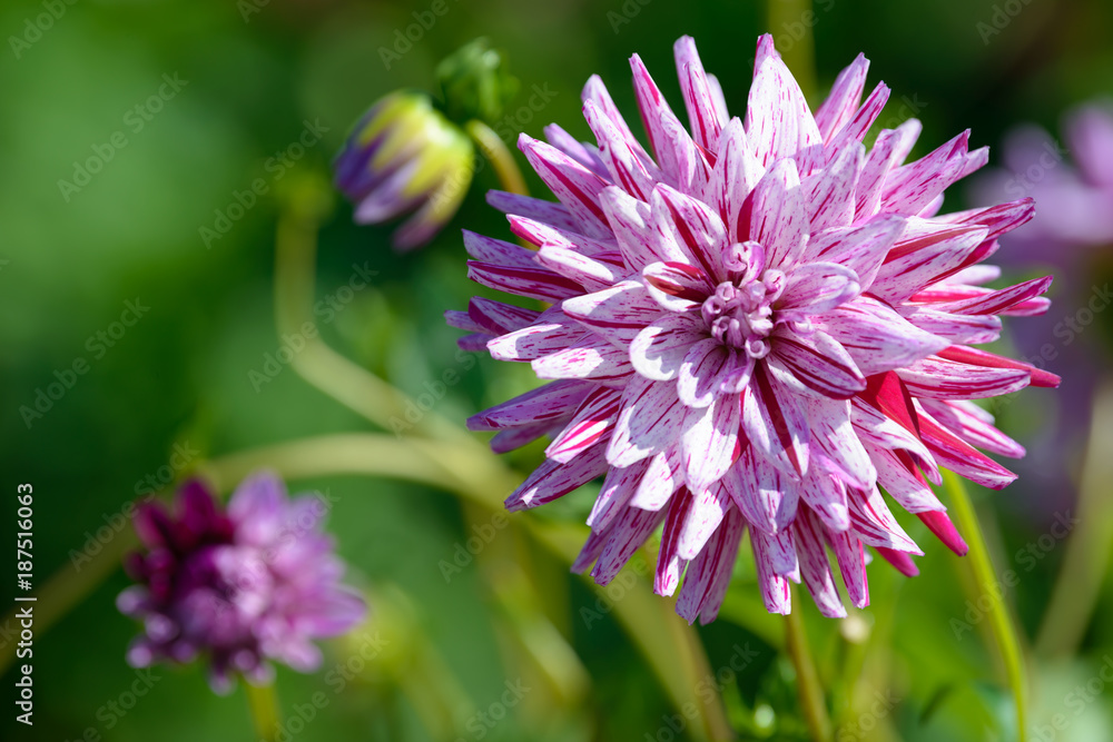 Dahlia white, yellow and purple flower. Field of beautiful blooming pink dahlia flowers. Dahlias growing in the garden. Dahlia white, yellow and purple flower. Field of beautiful blooming pink dahlia flowers. Dahlias growing in the garden.
