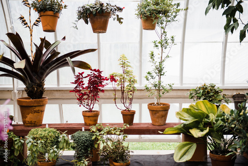 plant hanging in front of window