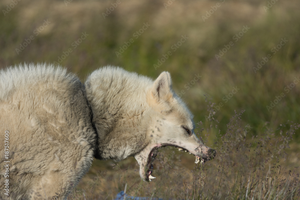 A greenlandic dog in aggressive posture, Sisimiut, Greenland A greenlandic dog in aggressive posture, Sisimiut, Greenland