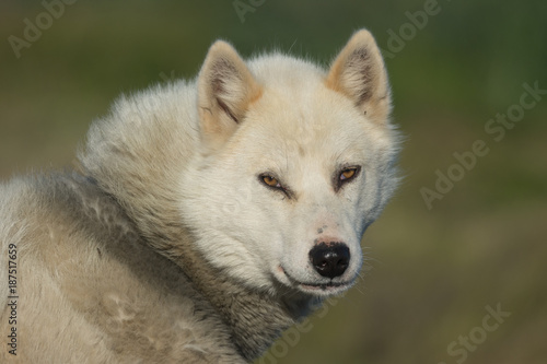 A greenlandic dog in aggressive posture  Sisimiut  Greenland