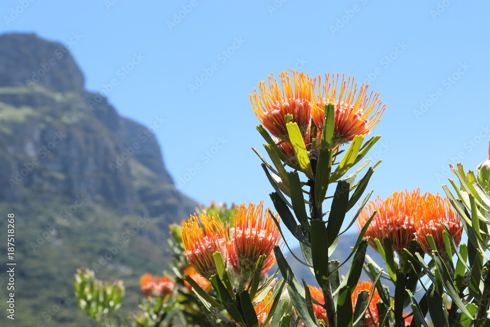 Fototapeta premium Pin cushion fynbos flowers with Cape Town mountains in the background.
