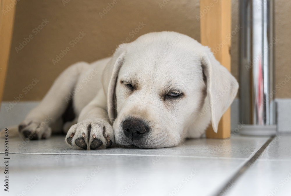 kleiner süßer labrador retriever welpe mit großen augen schläft müde auf dem fußboden kleiner süßer labrador retriever welpe mit großen augen schläft müde auf dem fußboden