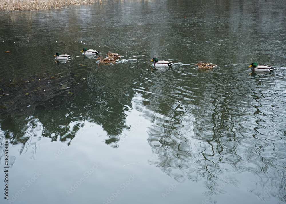 Ducks Ducks