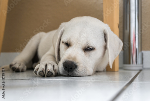 kleiner süßer labrador retriever welpe mit großen augen schläft müde auf dem fußboden