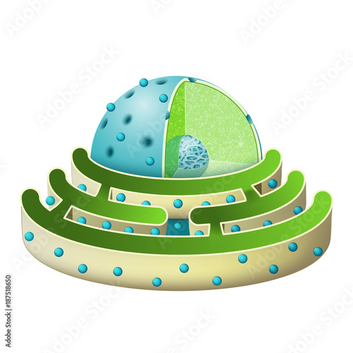 Structure of Nucleus and Rough endoplasmic reticulum