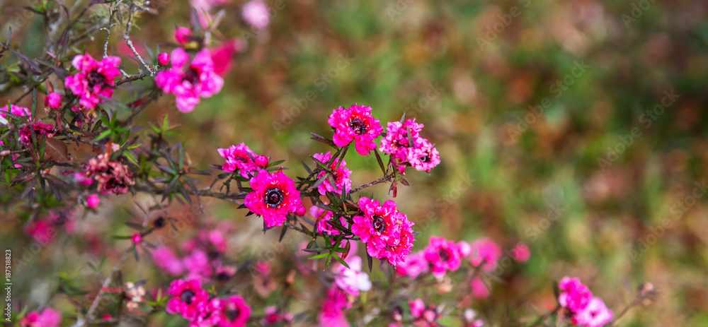 Fototapeta premium Flores silvestres.