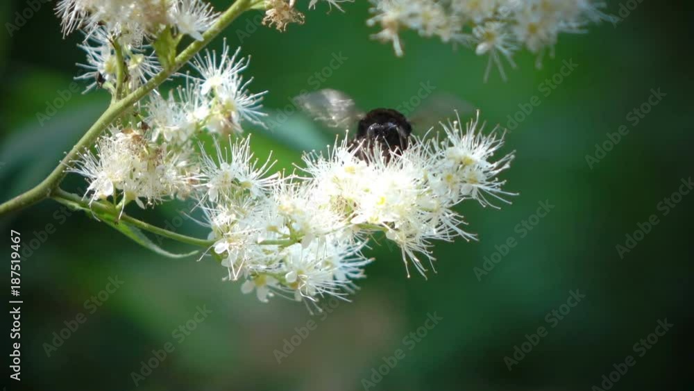 The bumblebee gathers honey on a flower in sunny day The bumblebee gathers honey on a flower in sunny day
