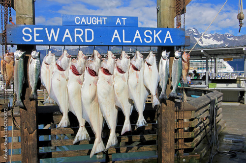 Halibuts caught at Seward Alaska were hook for weighing and showing in Seward, Alaska, USA photo