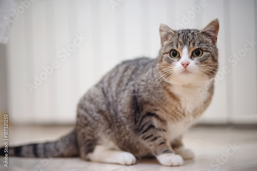 Gray striped cat with white paws, sits.