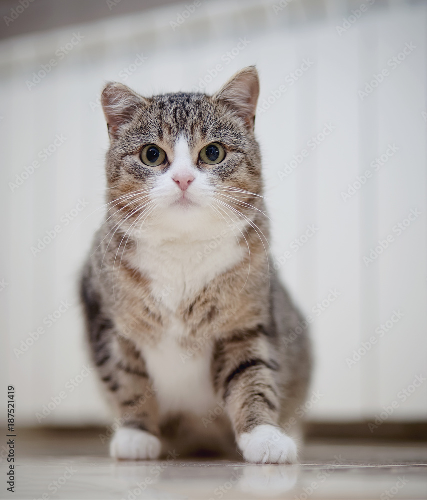 The gray striped cat with white paws, sits.