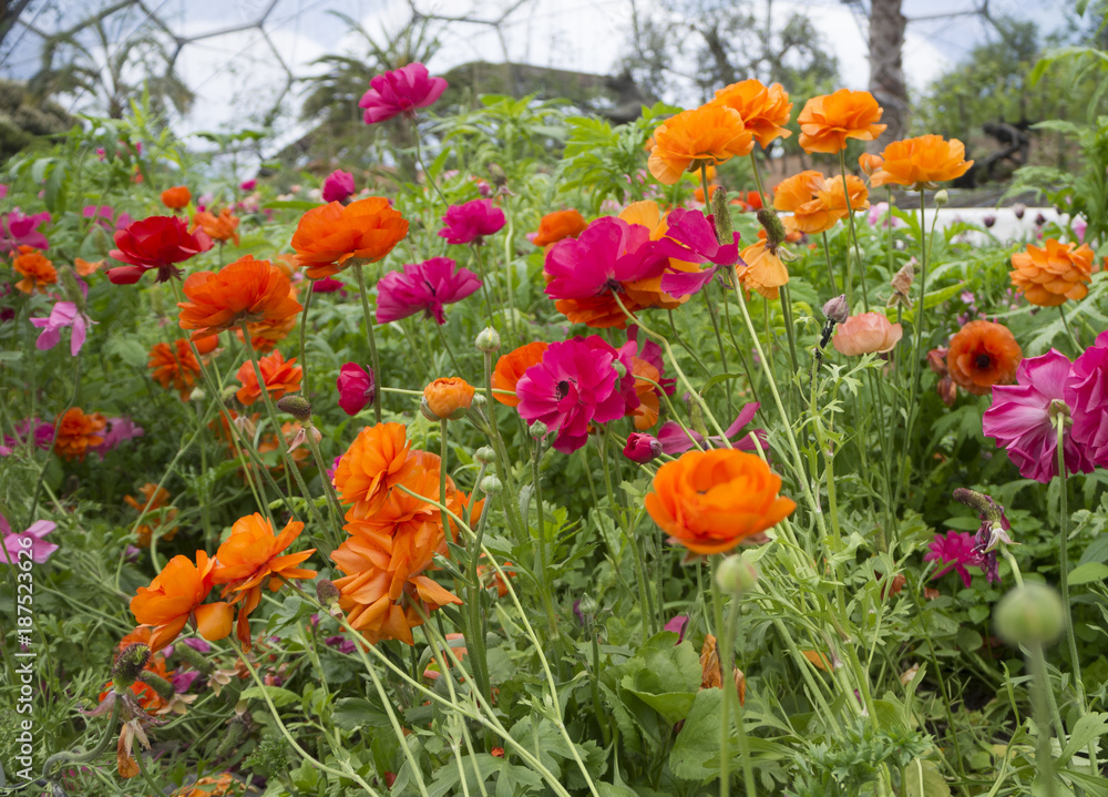 orange and red poppies orange and red poppies