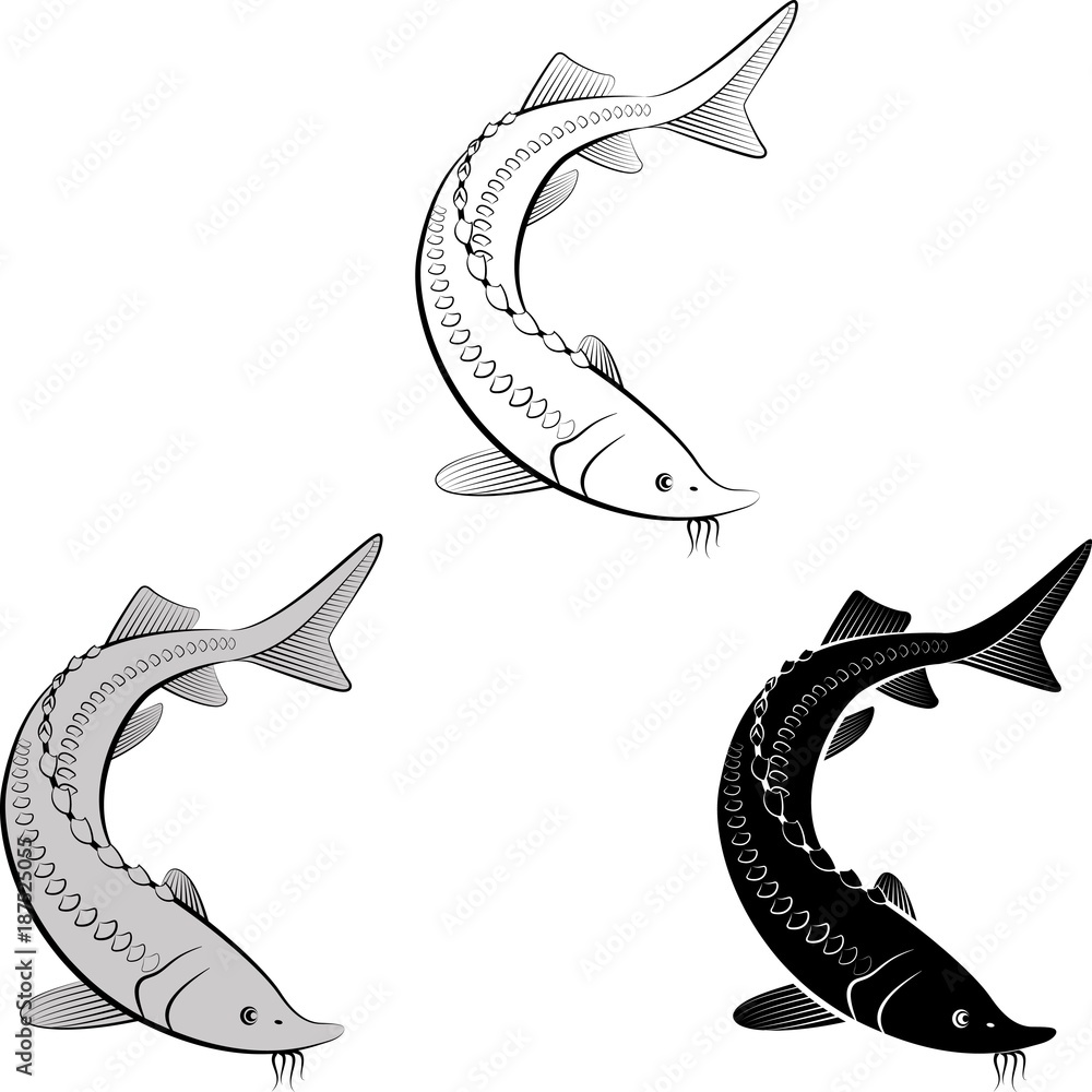 Fototapeta premium isolated sturgeon