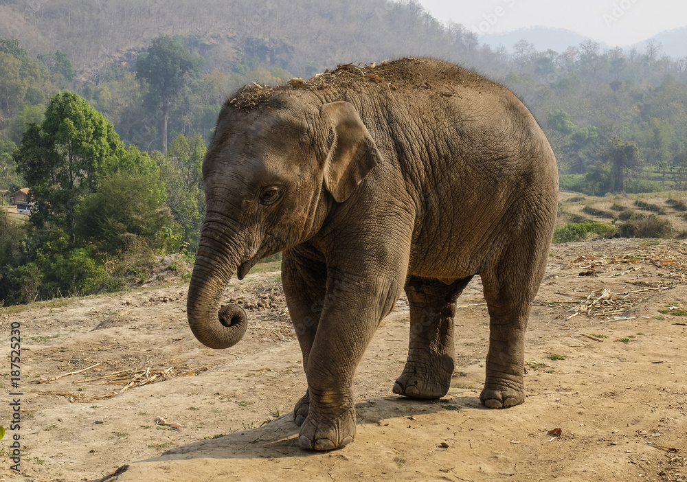 Fototapeta premium Baby elephant at Elephant Sanctuary near Chiang Mai Thailand