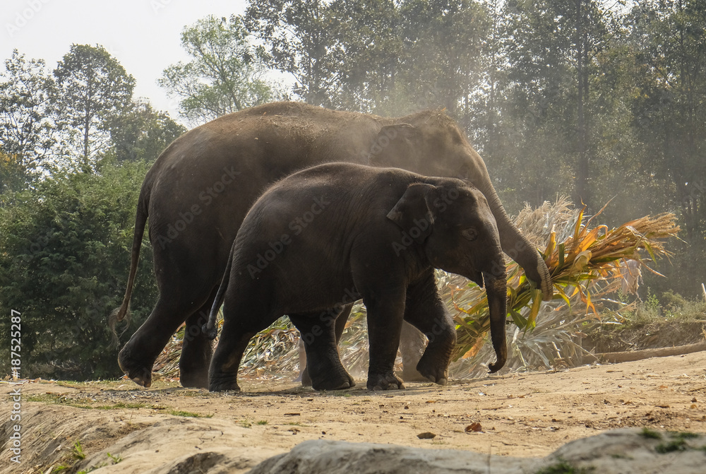 Fototapeta premium Mother and baby elephant at Elephant Sanctuary near Chiang Mai Thailand