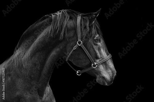 Portrait of a horse on a black background in Black and white