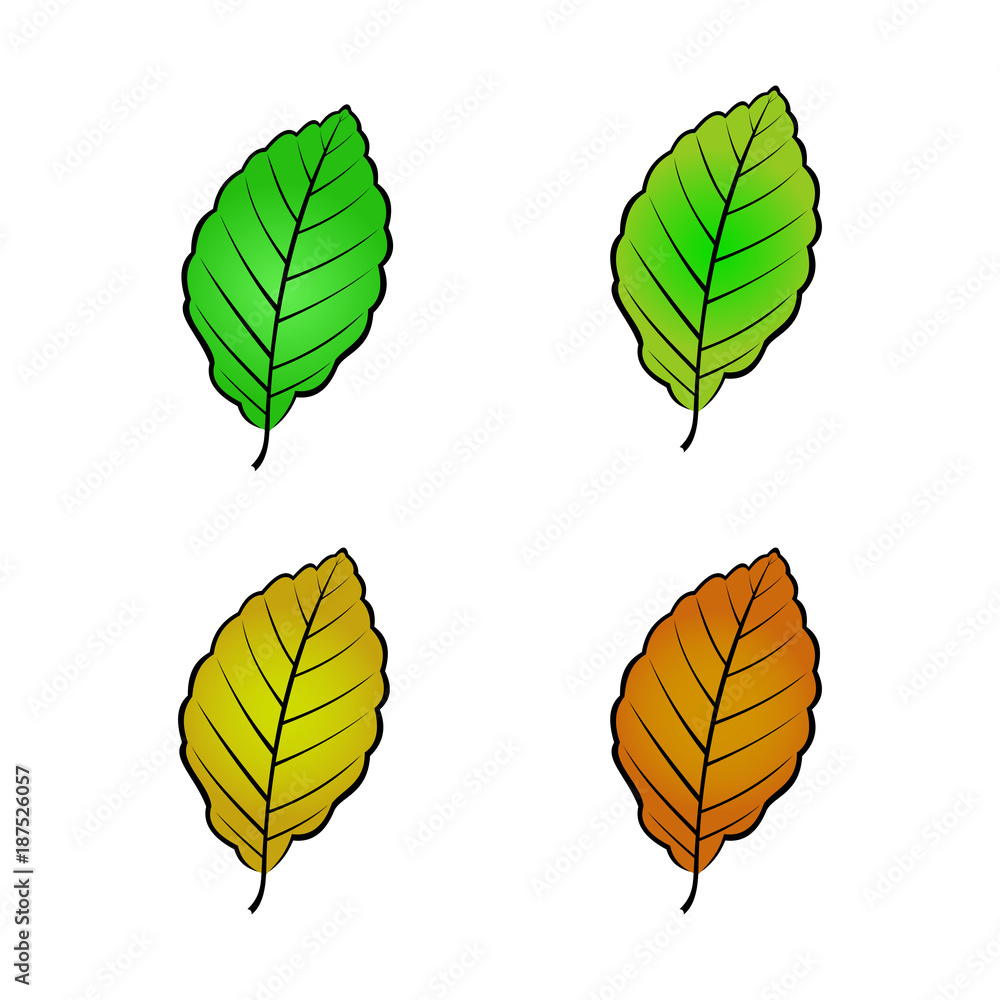 Obraz premium color variations vector illustration of beech leaf