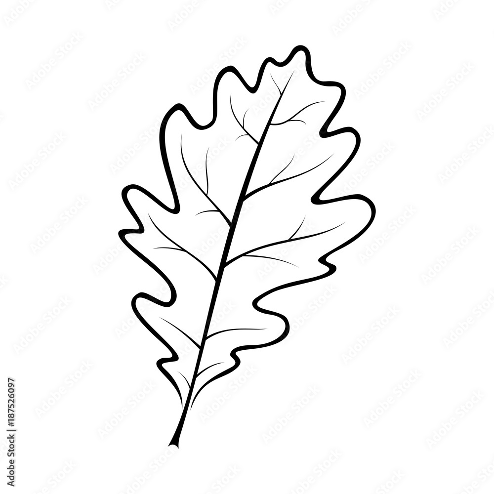 Дубовые листья шаблоны для вырезания black and white vector illustration of an oak leaf Векторный объект Stock Adobe 