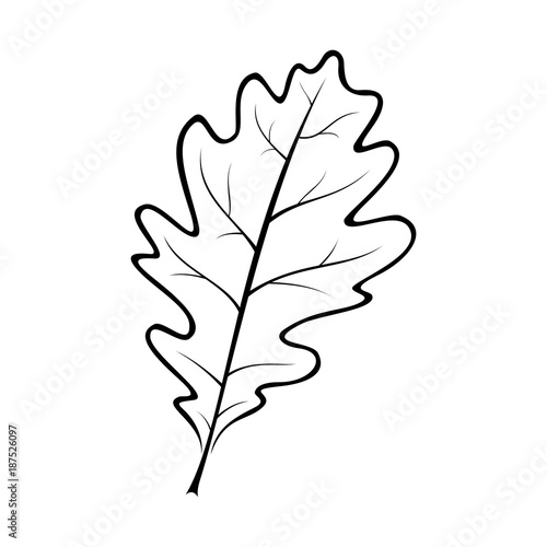 black and white vector illustration of an oak leaf