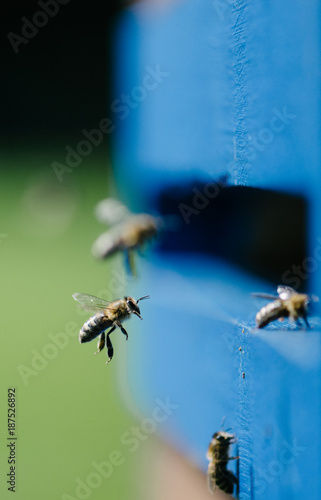 Flying bee photo