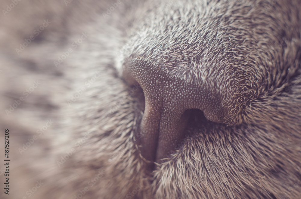 Nose gray cat macro with blurred background Nose gray cat macro with blurred background