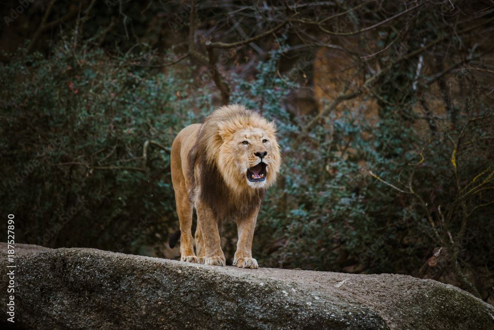 Naklejka premium One adult male lion expresses aggression, growls showing teeth on a stone in winter in cloudy weather