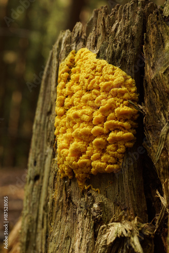 Yellow slime mold on wood (Mycetozoa fulgio septica)
 photo