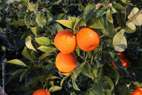 Fresh organic oranges from Mediterranean region