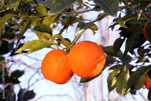 Fresh organic oranges from Mediterranean region