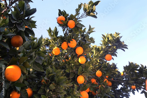 Fresh organic oranges from Mediterranean region
