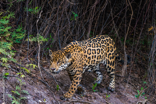 Jaguar walking along river bank-Pantanal Brazil
