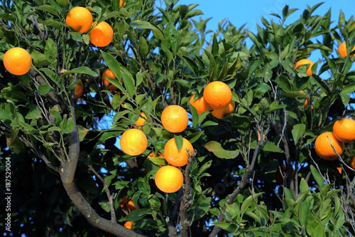 Fresh organic oranges from Mediterranean region