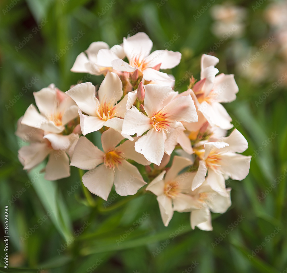 Fototapeta premium Yellow oleander in the garden