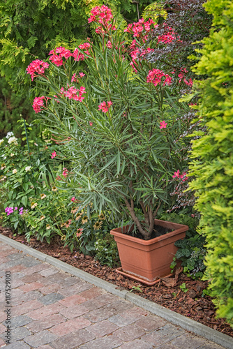 Nice pink oleander in the g...