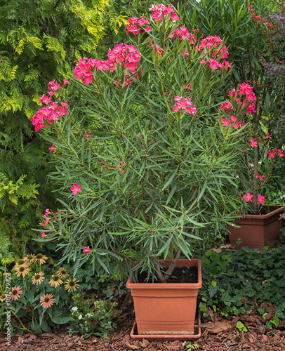 Nice pink oleander in the g...