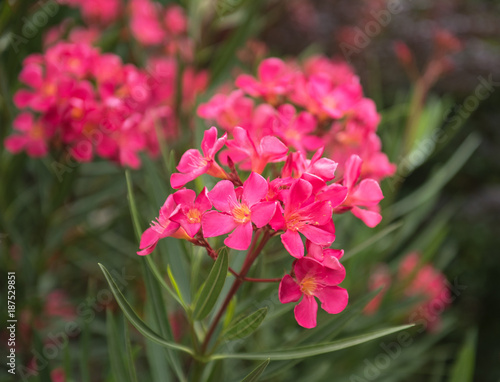 Nice pink oleander in the g...
